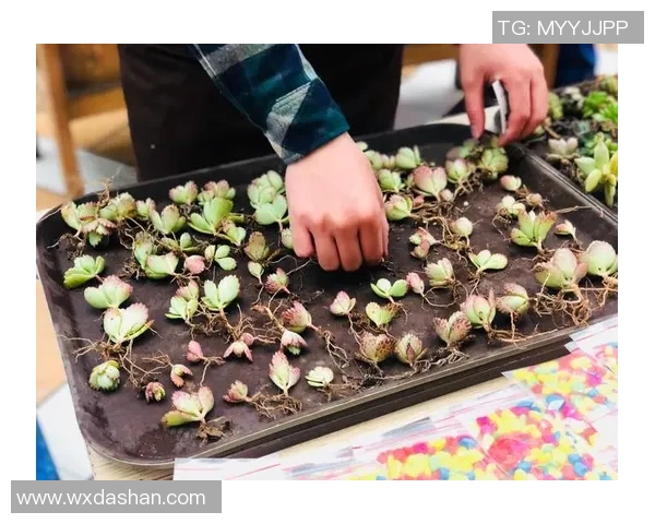 布莱克与布拉德精彩对决比分揭晓赛后分析与精彩瞬间回顾