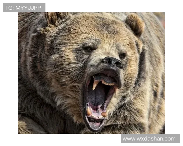 蒂华纳与美洲狮的激烈对决谁能在这场比赛中笑到最后